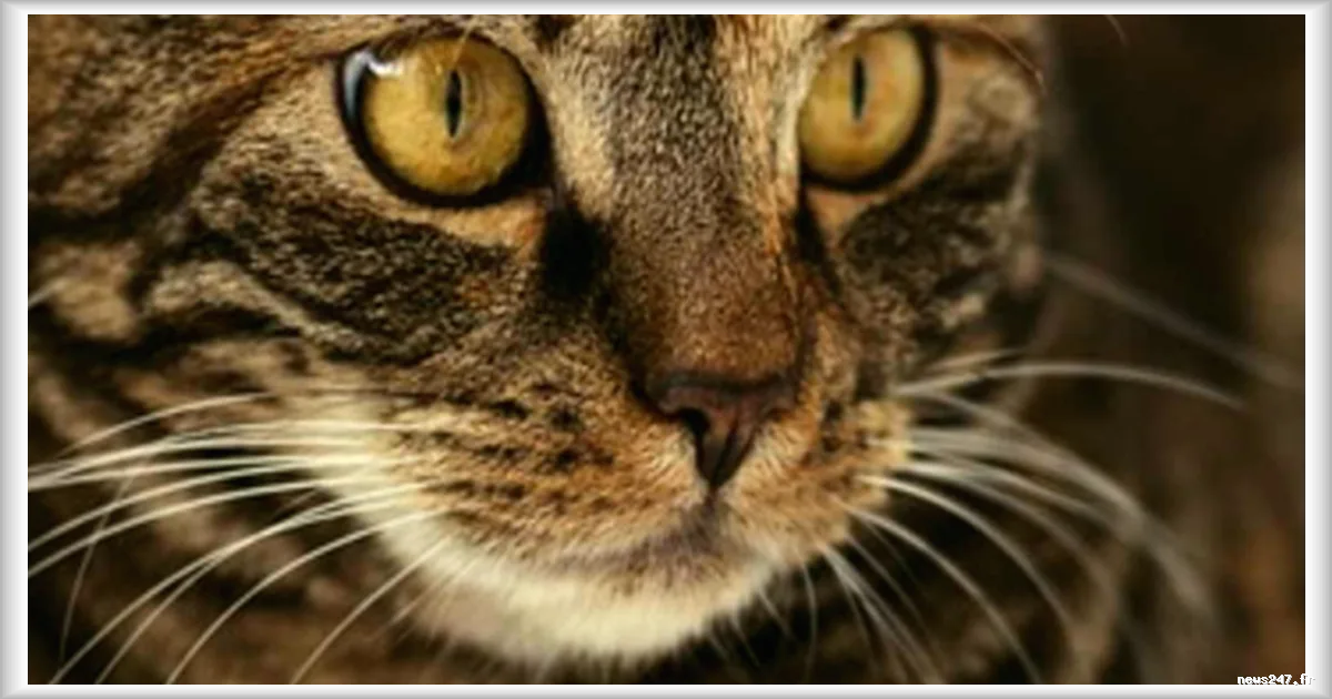 300 000 euros d’amende encourus pour avoir adopté un chat en provenance de Tunisie