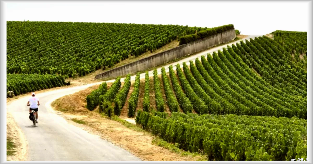 À la découverte de la Champagne à vélo électrique : trois jours entre vignobles et dégustations