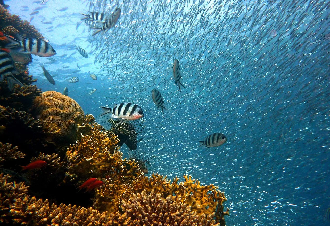 À La Réunion, la pêche artisanale en péril malgré les aides européennes enfin débloquées