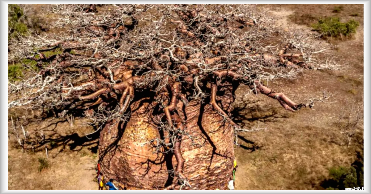 À Madagascar, un baobab millénaire menace de mourir sous les effets du dérèglement climatique