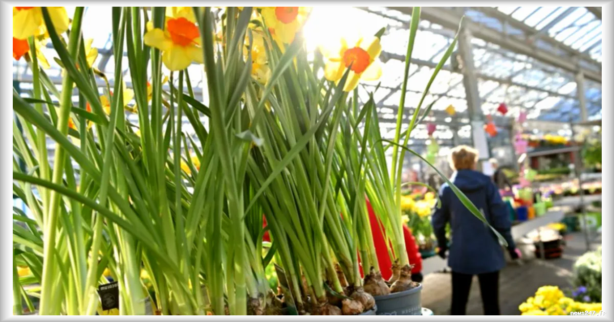 À Munich, le rituel printanier qui transforme les jardineries en lieux de sociabilité