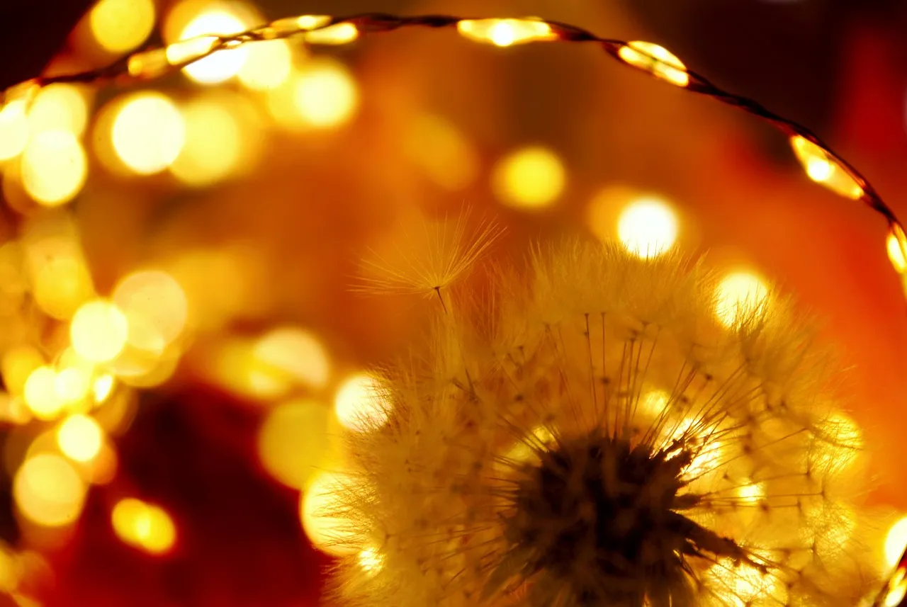 Affaire Camélia : l'enquête classée, mais les questions persistent