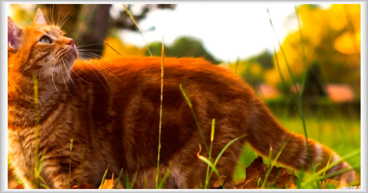 Agde : Une propriétaire condamnée à verser 100 euros à son voisin à cause des allées et venues de son chat