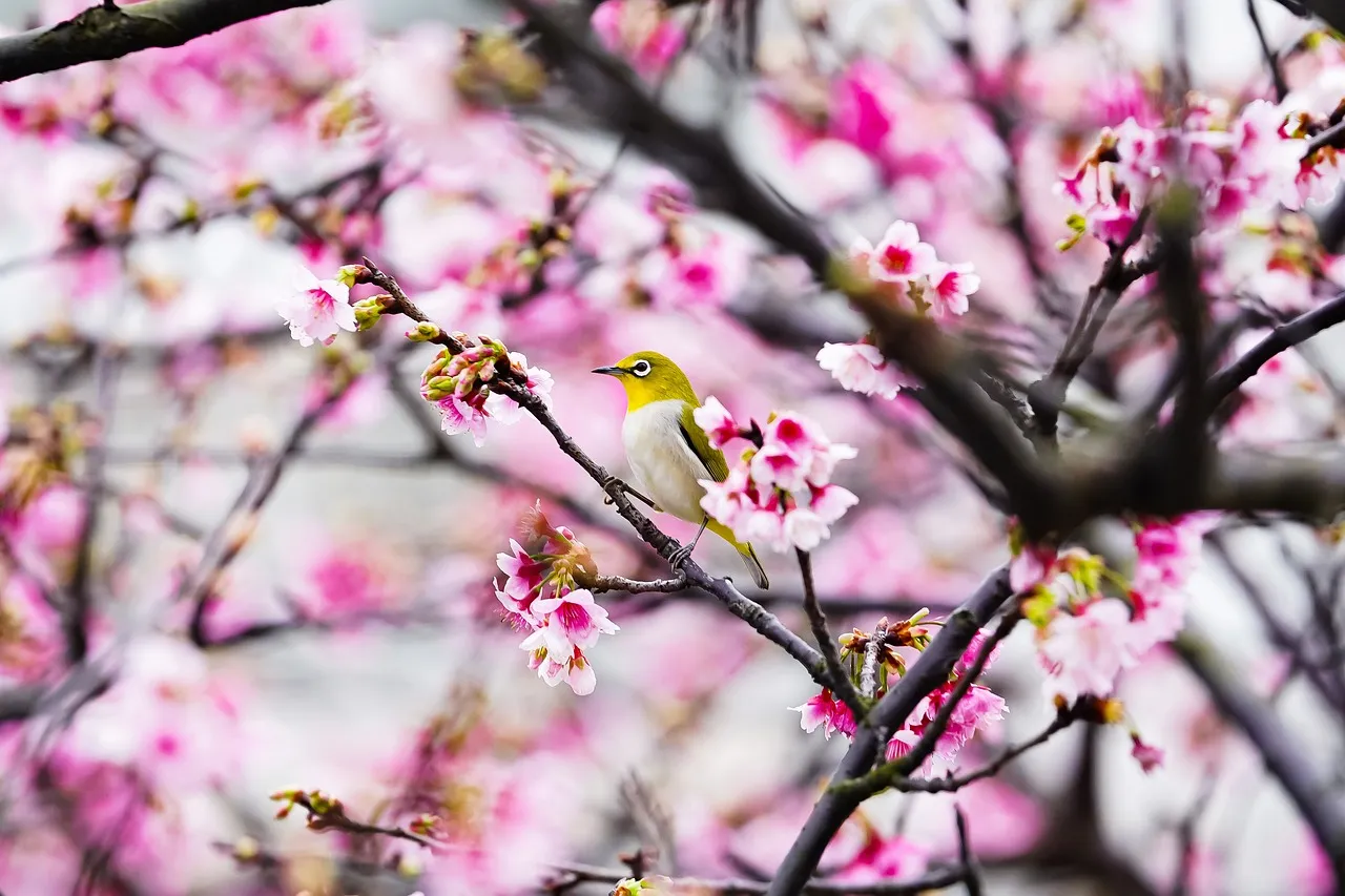 Alain Gomis présente « Dao » en compétition à la Berlinale