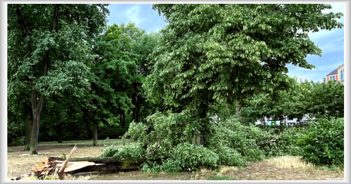 Allemagne : trois morts après la chute d'un arbre lors d'une chasse aux œufs de Pâques