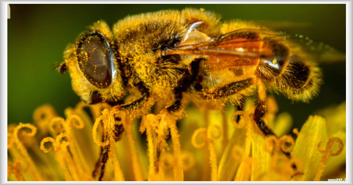 Allergies en hausse : les applications mobiles pour anticiper les pics de pollens