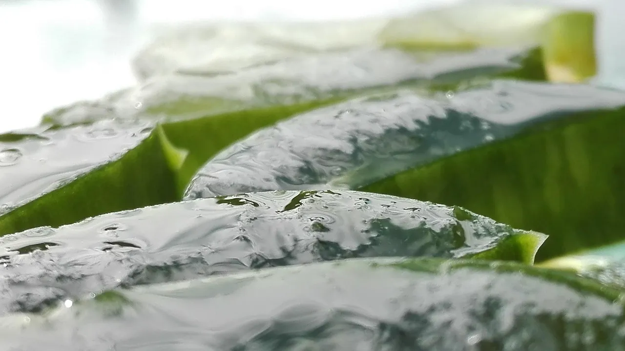 Aloe vera : et si cette plante miracle freinait Alzheimer ?