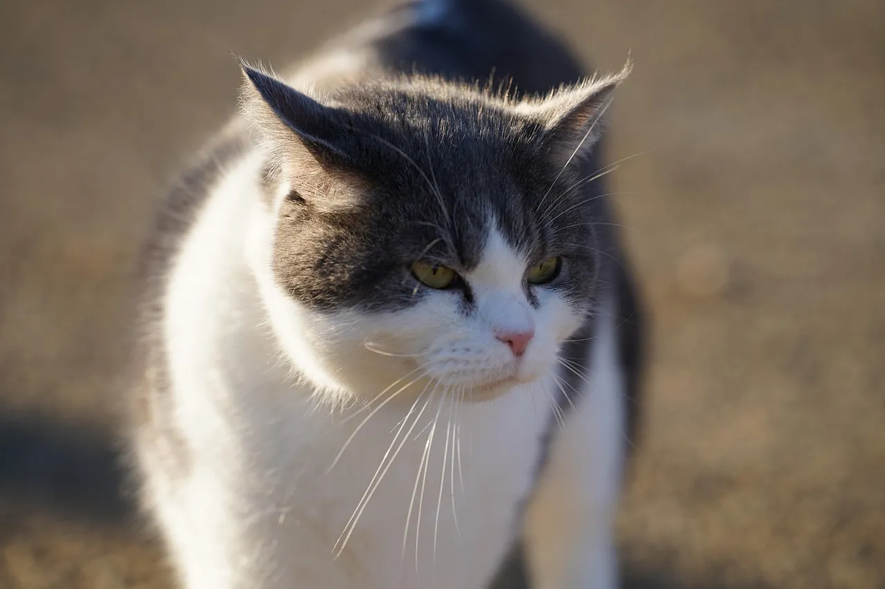 Alpes (Compagnie) : Pourquoi cette action cartonne ?