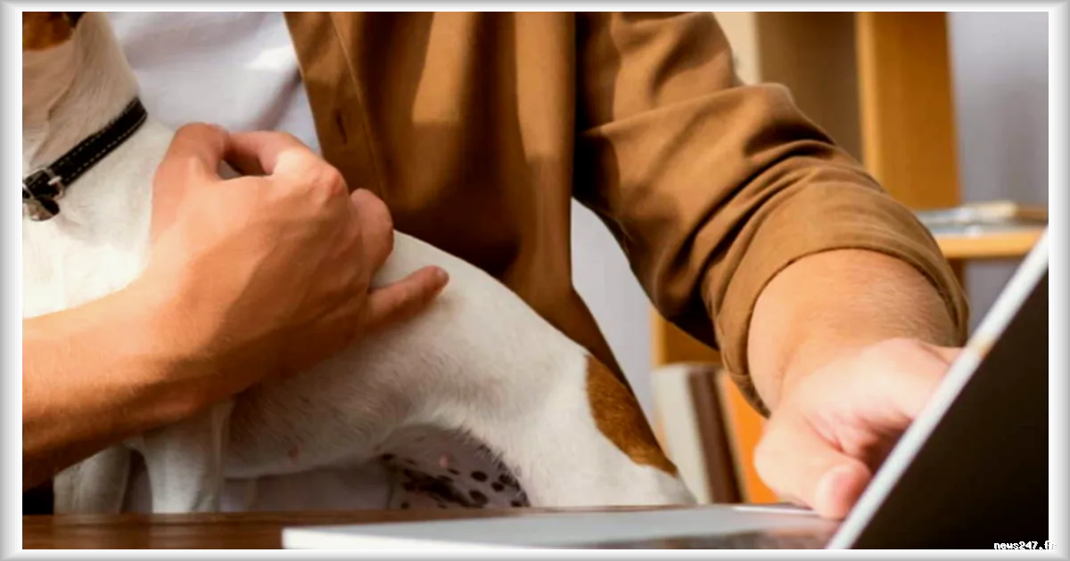 Amener son chien au travail : quels sont les droits et les règles à respecter ?