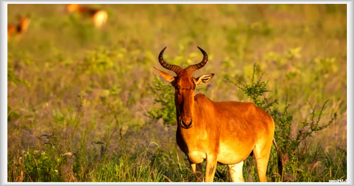 Antilope abattue par balle au zoo de Vienne en Autriche : une enquête ouverte