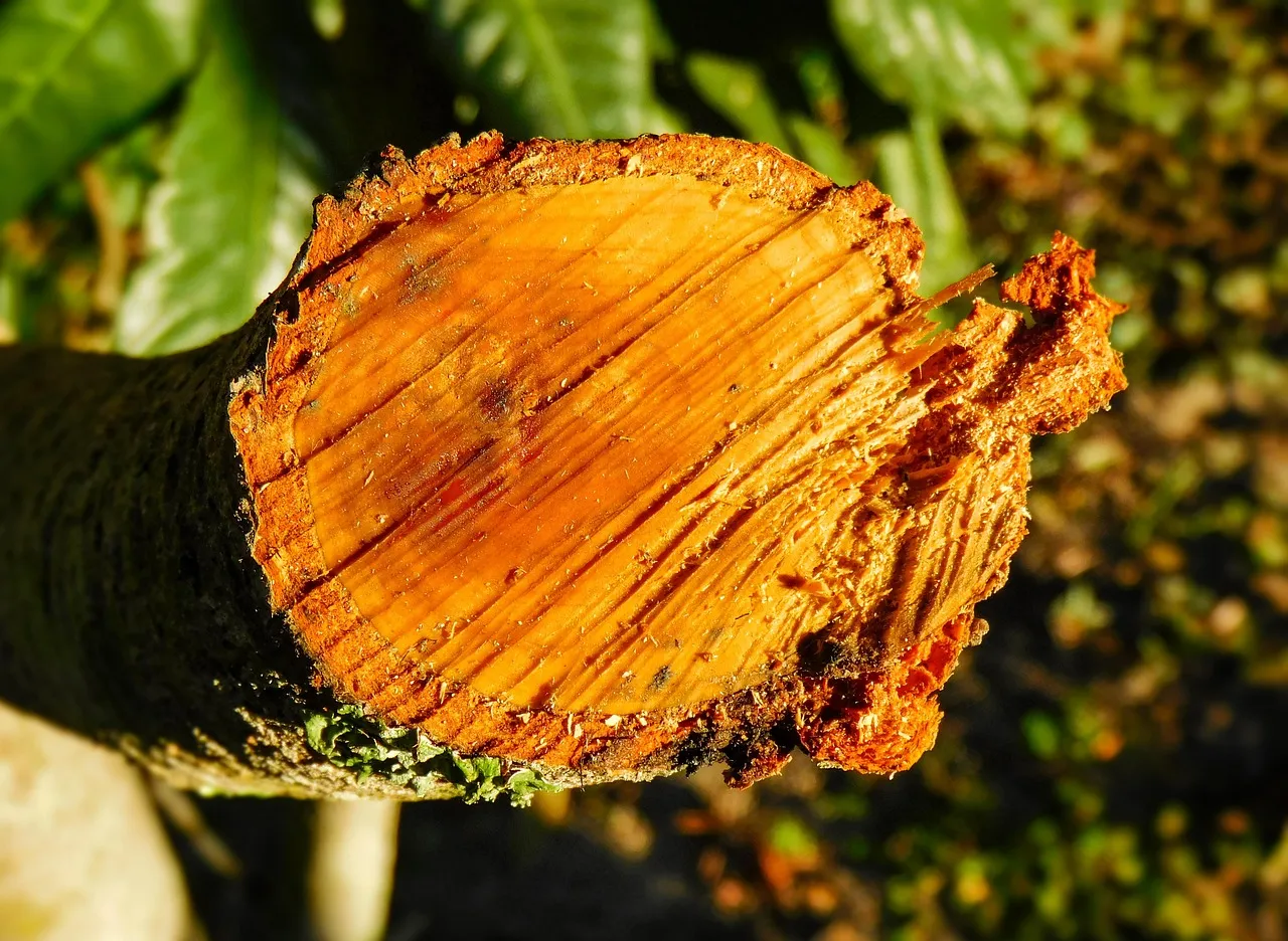 Après la tempête : comment gérer les dégâts au jardin et réutiliser les débris végétaux