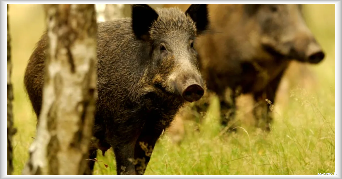 Ardèche : près de 28 000 sangliers abattus en un an, une régulation qui s’intensifie