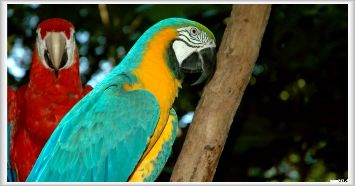 Au Brésil, 38 millions d'animaux sauvages tombent chaque année aux mains des trafiquants