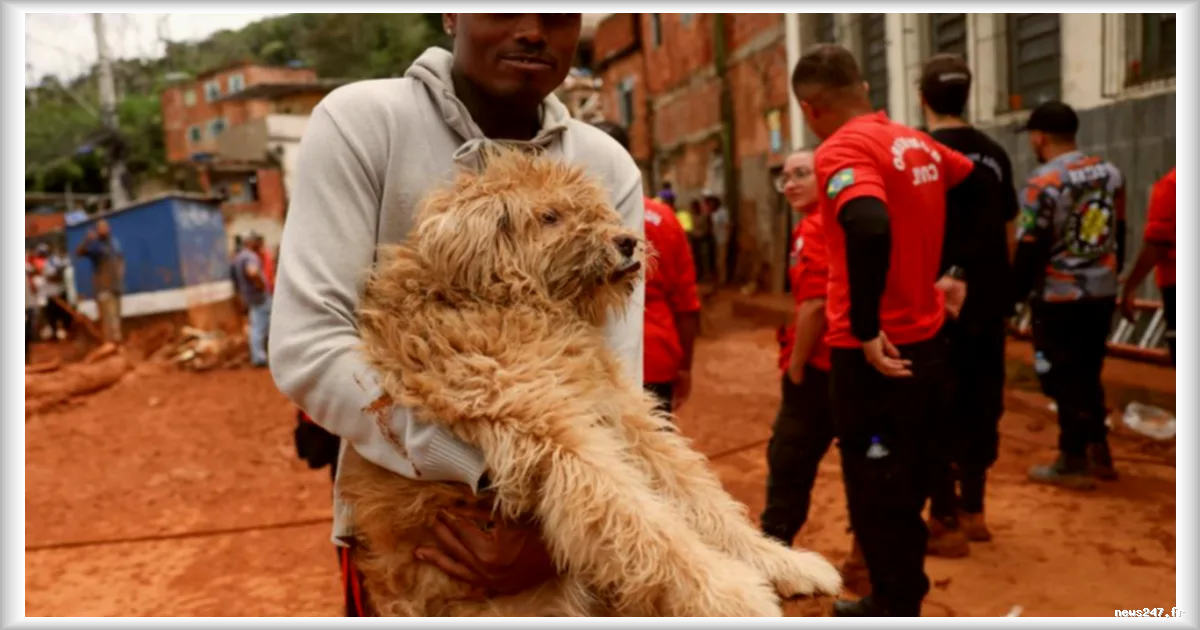 Au Brésil, les secours s'efforcent de sauver les animaux oubliés après les pluies diluviennes