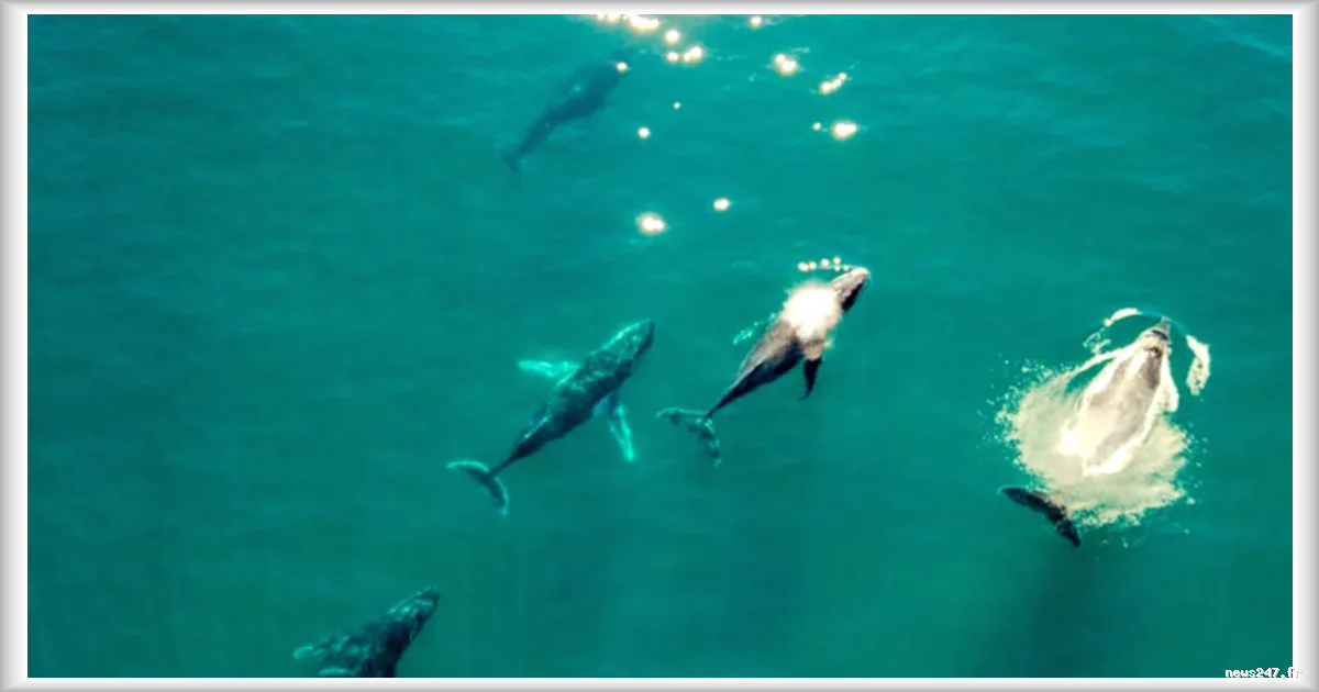 Au Brésil, l’extraordinaire retour des baleines à bosse dans l’Atlantique Sud
