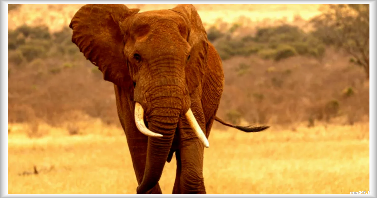 Au Kenya, agriculteurs et éléphants apprennent à coexister malgré les conflits