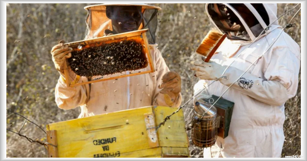 Au Kenya, des femmes s’organisent en apiculture pour subvenir à leurs besoins dans l’archipel de Lamu