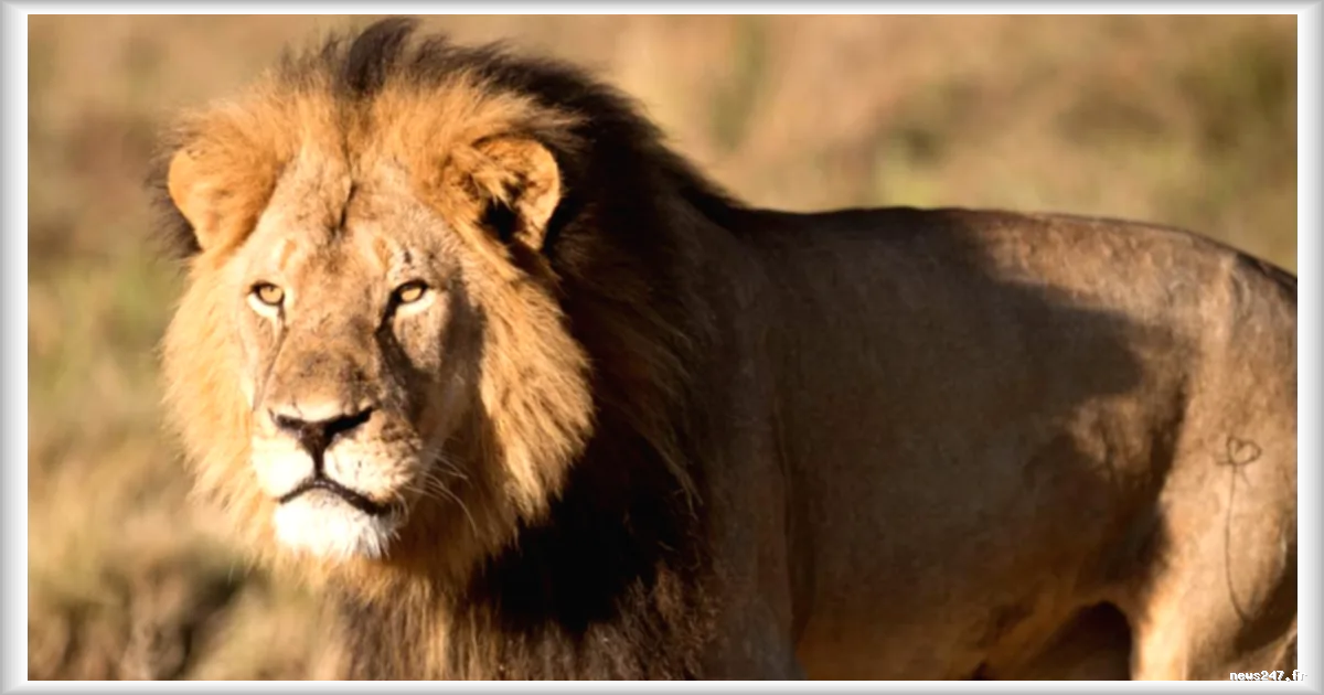 Au Zimbabwe, les vuvuzelas pour faire fuir les lions
