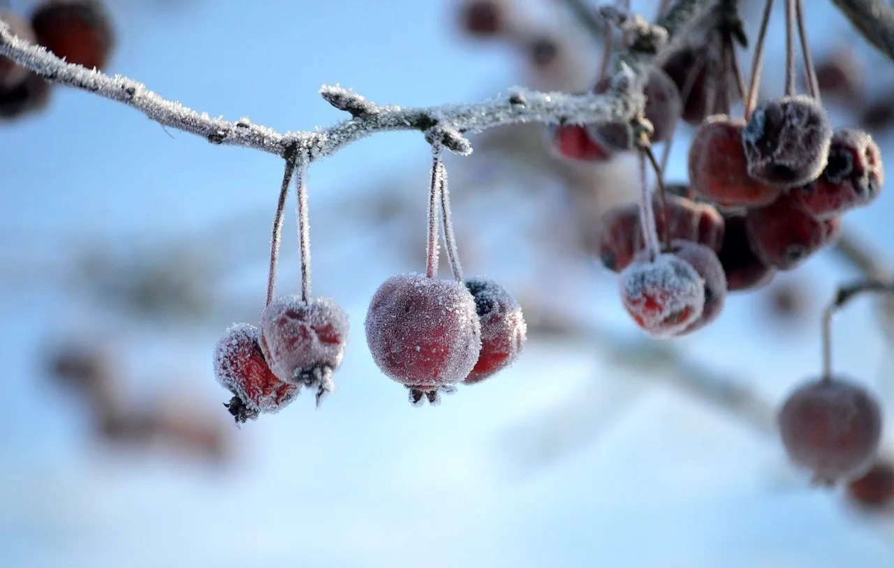 Audition tendue au Capitole : le directeur de ICE défend bec et ongles son agence malgré la controverse