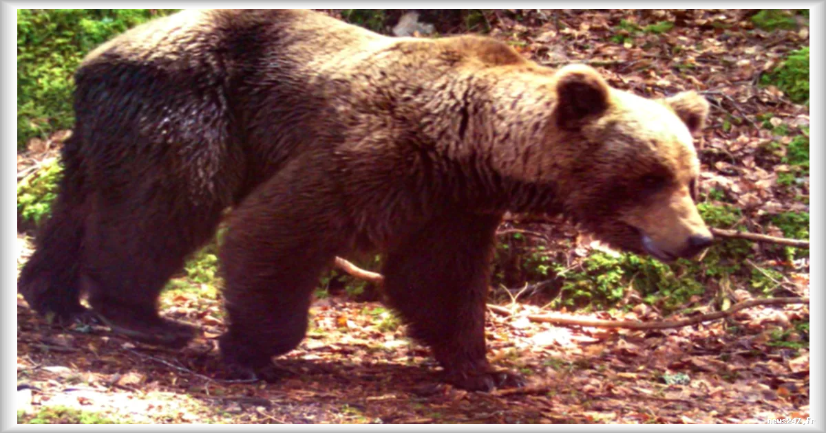 Augmentation du nombre d'ours dans les Pyrénées: préoccupations sur l'appauvrissement génétique selon Le Monde