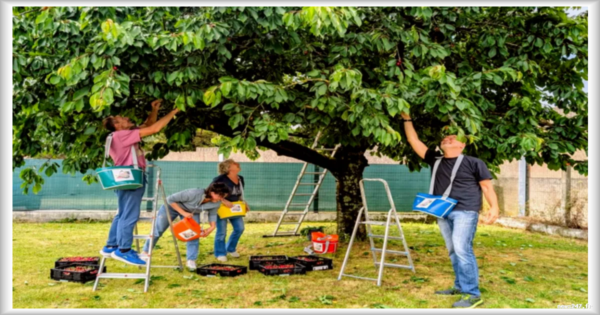 Aux arbres citoyens ! : la cueillette solidaire prend racine