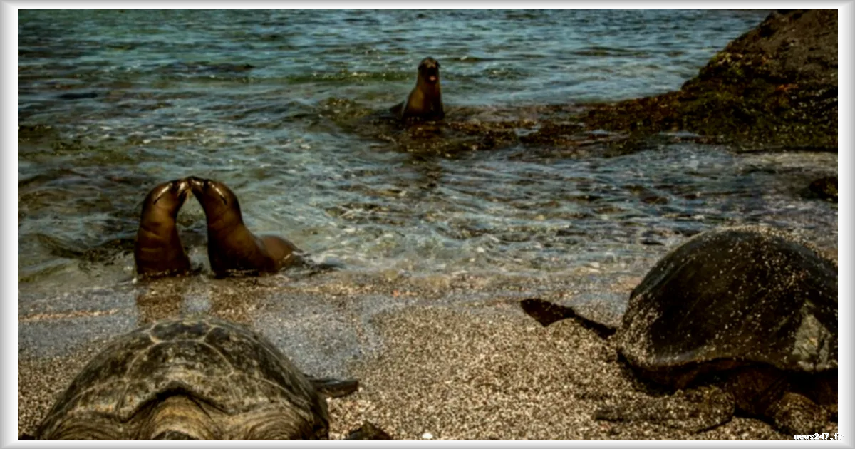 Aux Galápagos, les humains et les espèces sauvages coexistent comme nulle part ailleurs