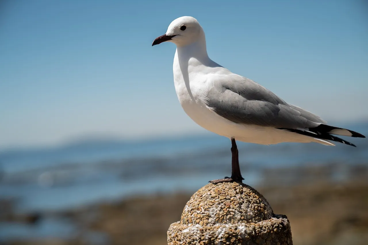 Avions de combat : l'Allemagne envisage de quitter le Scaf, lassée par la France et Dassault