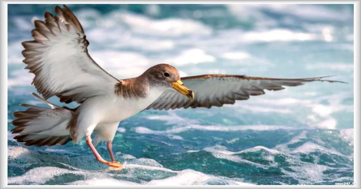 Baisse des oiseaux marins sur les côtes : le changement climatique responsable, selon une étude