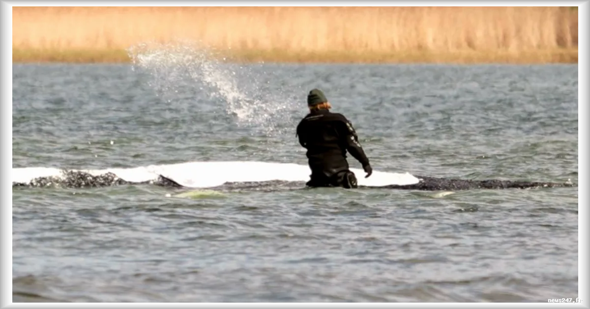 Baleine à bosse Timmy relâchée en mer du Nord après six semaines d’opérations de sauvetage en Allemagne