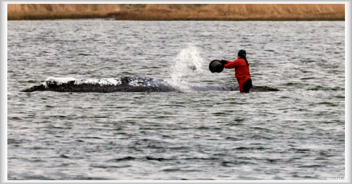 Baleine à bosse « Timmy », secourue puis retrouvée morte au Danemark : le parcours tragique d’un cétacé sous haute surveillance
