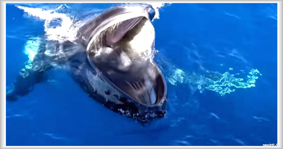 Baleines à bosse : un comportement étrange observé au large de l'Australie intrigue les scientifiques