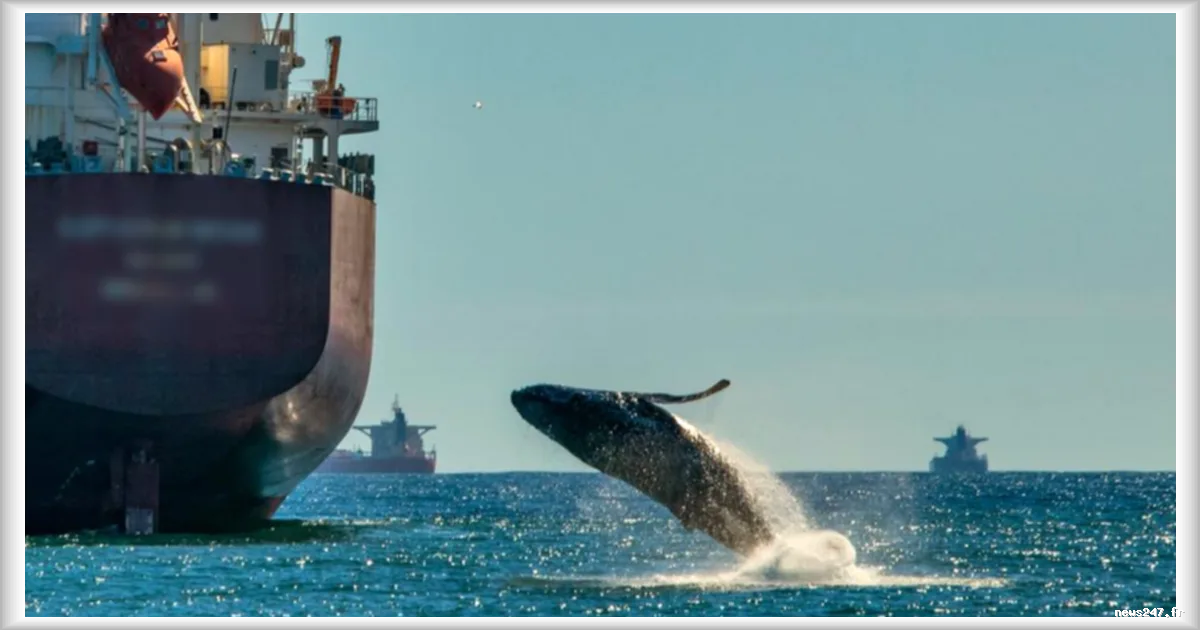 Baleines menacées par l'augmentation du trafic maritime au cap de Bonne-Espérance