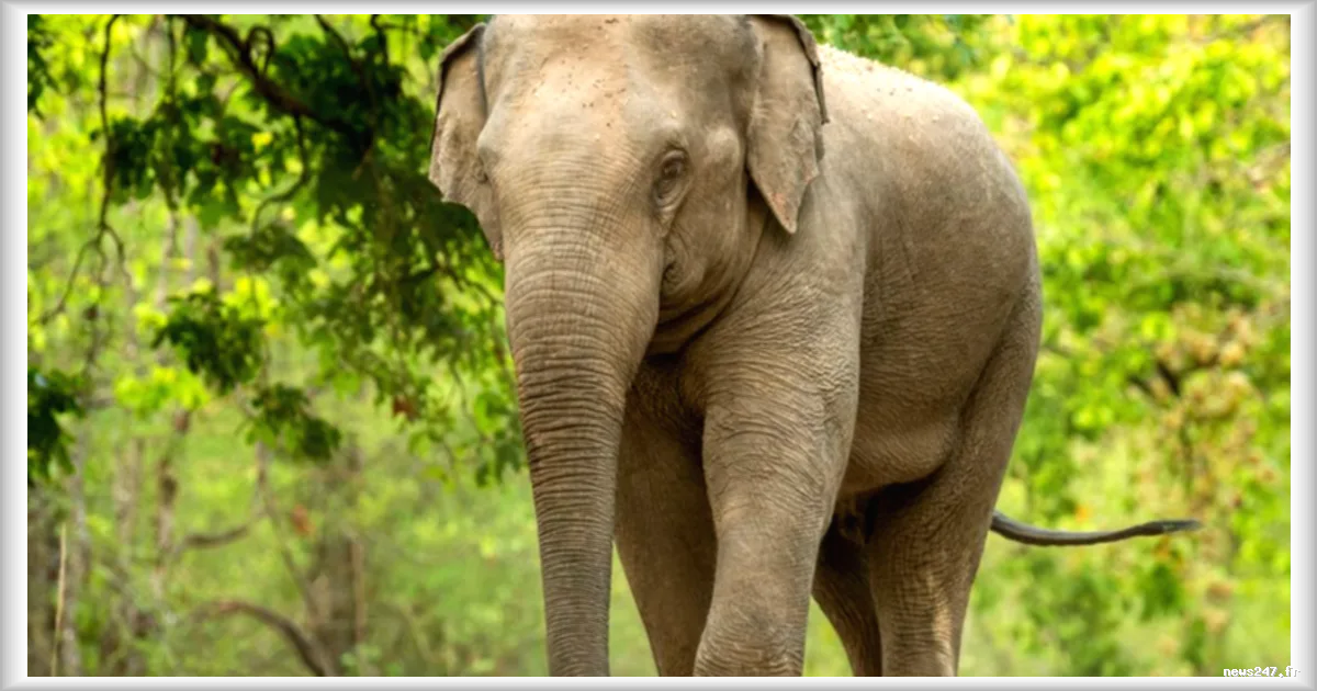 Bollywood s'engage pour remplacer les éléphants par l'IA : une campagne PETA soutenue par des stars