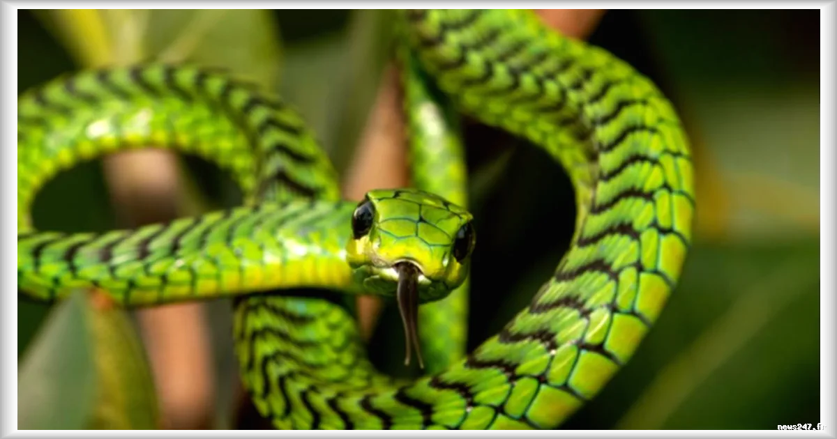 Boomslang : quand le venin d'un serpent africain a inspiré Agatha Christie