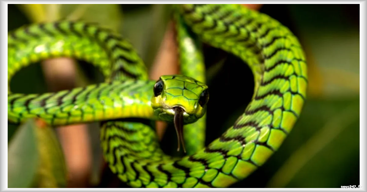 Boomslang : quand le venin d'un serpent africain a inspiré Agatha Christie