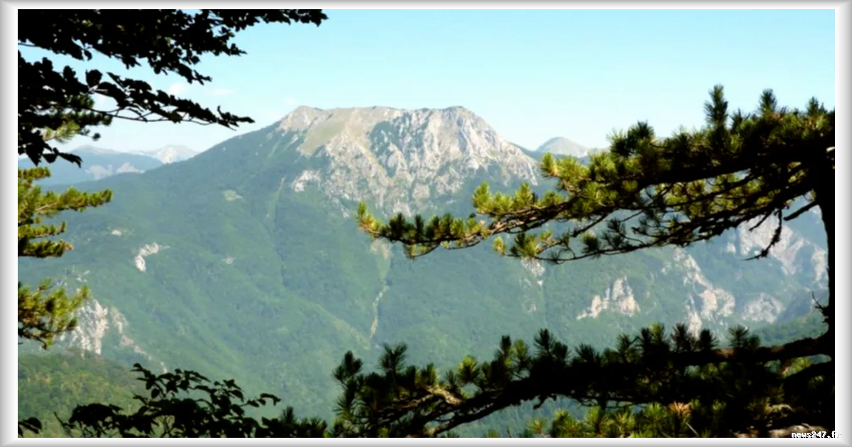 Bosnie : dans la forêt primaire de Perucica, où ours et hommes cohabitent depuis des millénaires
