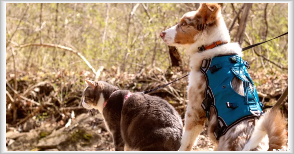Brésil : le Parlement adopte la garde partagée des animaux de compagnie en cas de séparation