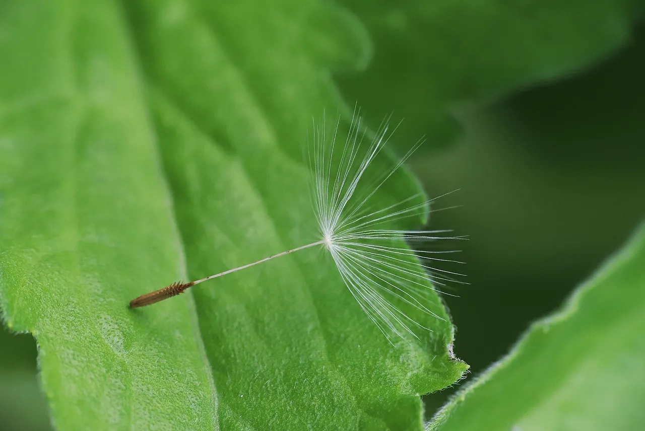 Bruxelles sous les projecteurs : une perquisition qui fait grincer des dents