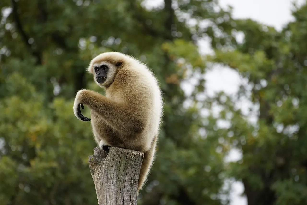 Cagnotte pour Fontainebleau : l'État lance un appel aux dons pour restaurer la forêt
