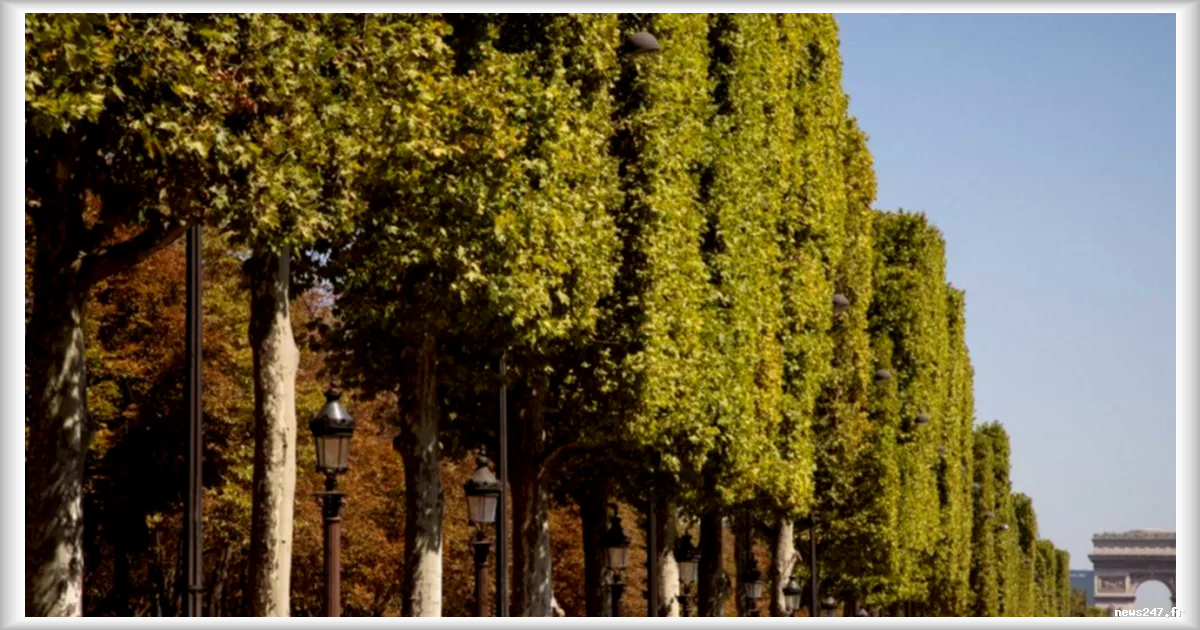 Canicule 2026 : des architectes dénoncent l'échec des politiques de végétalisation parisienne
