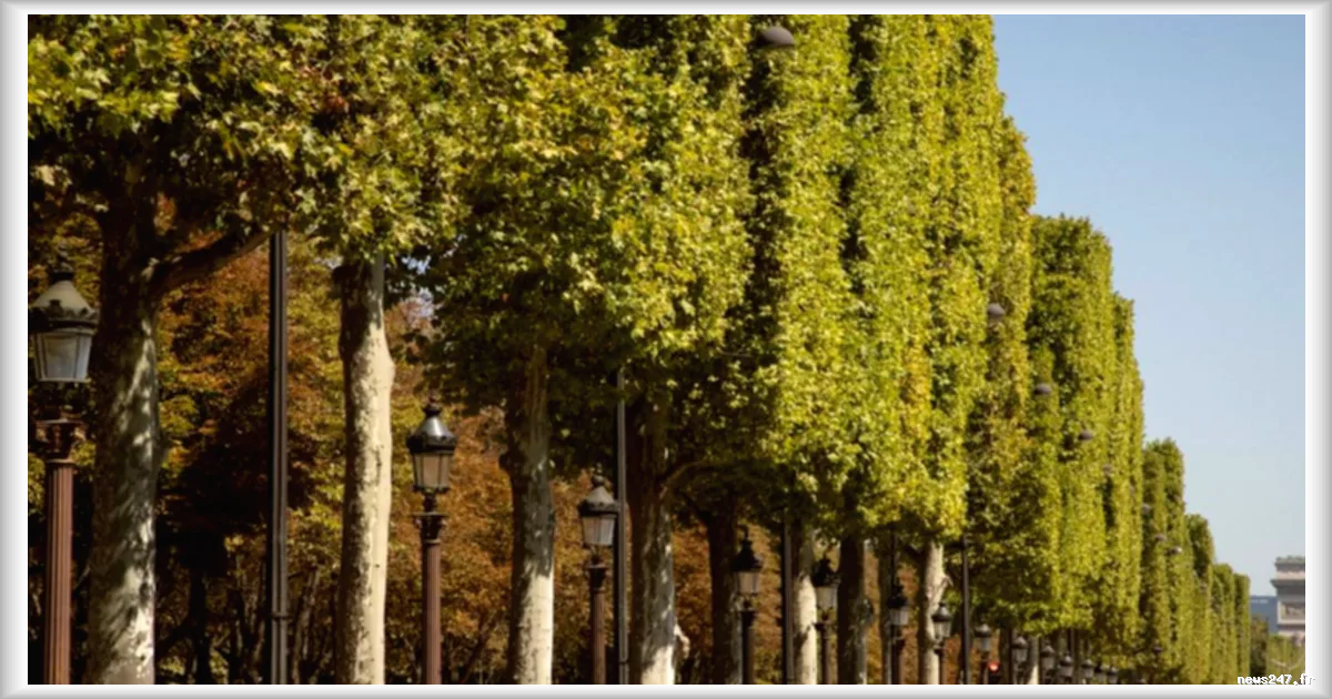 Canicule 2026 : des architectes dénoncent l'échec des politiques de végétalisation parisienne