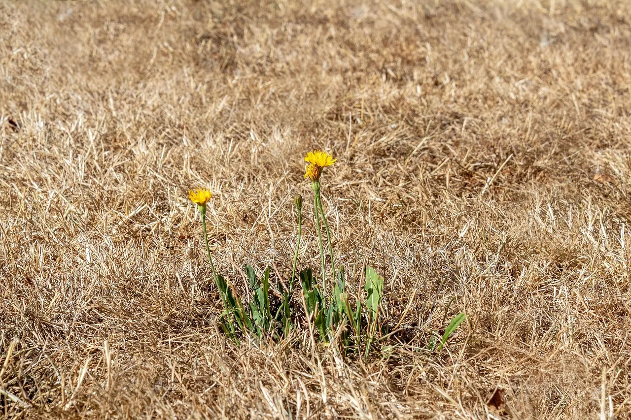 Canicule : ces phénomènes météo qui provoquent des pics de chaleur brutaux en France