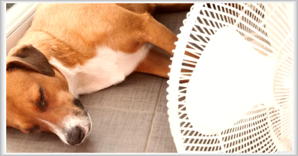 Canicule : comment reconnaître et prévenir les coups de chaleur chez les chiens et chats