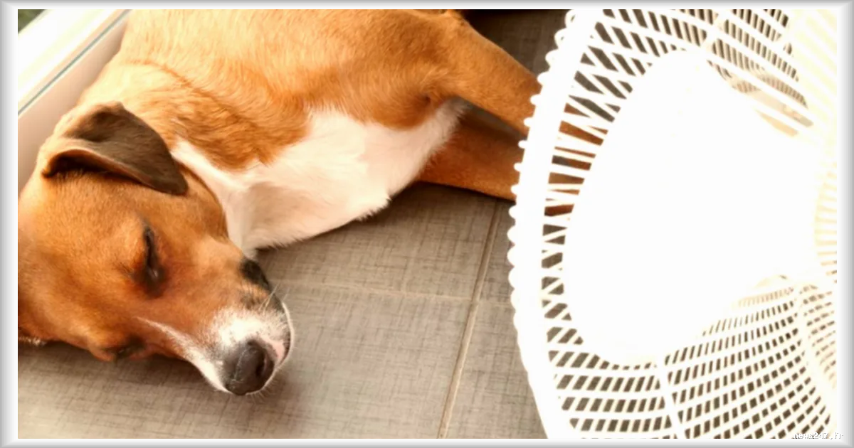 Canicule : comment reconnaître et prévenir les coups de chaleur chez les chiens et chats