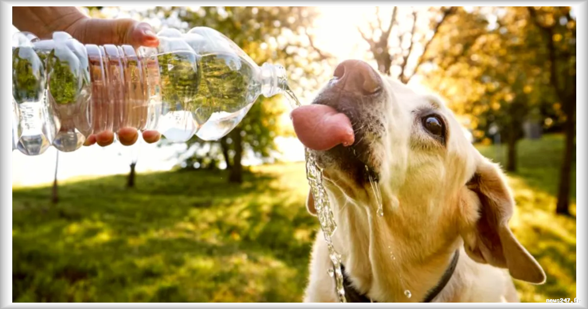 Canicule : pourquoi tondre son chien peut lui nuire davantage que l'aider