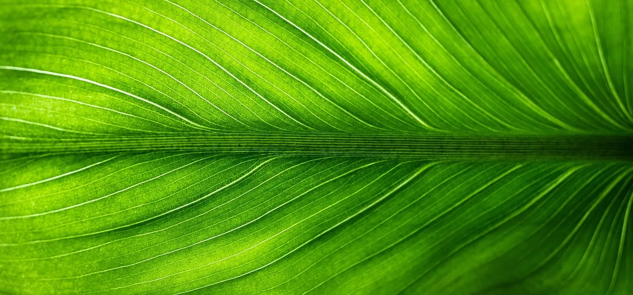 Canicule précoce : cinq astuces écologiques pour rafraîchir son logement dès mai