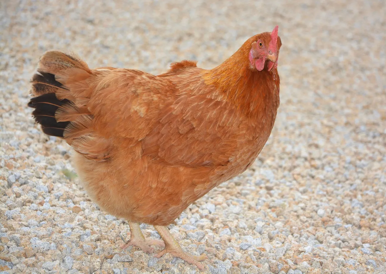 Canicule : près de 700 000 poules pondeuses sont mortes en France