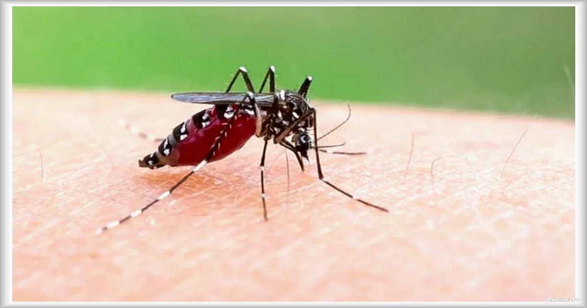 Chikungunya : le réchauffement climatique propulse le moustique tigre vers l’Europe