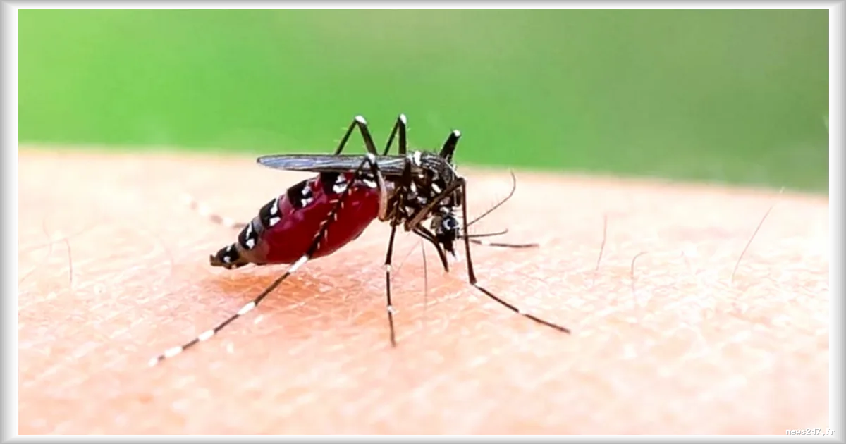 Chikungunya : le réchauffement climatique propulse le moustique tigre vers l’Europe