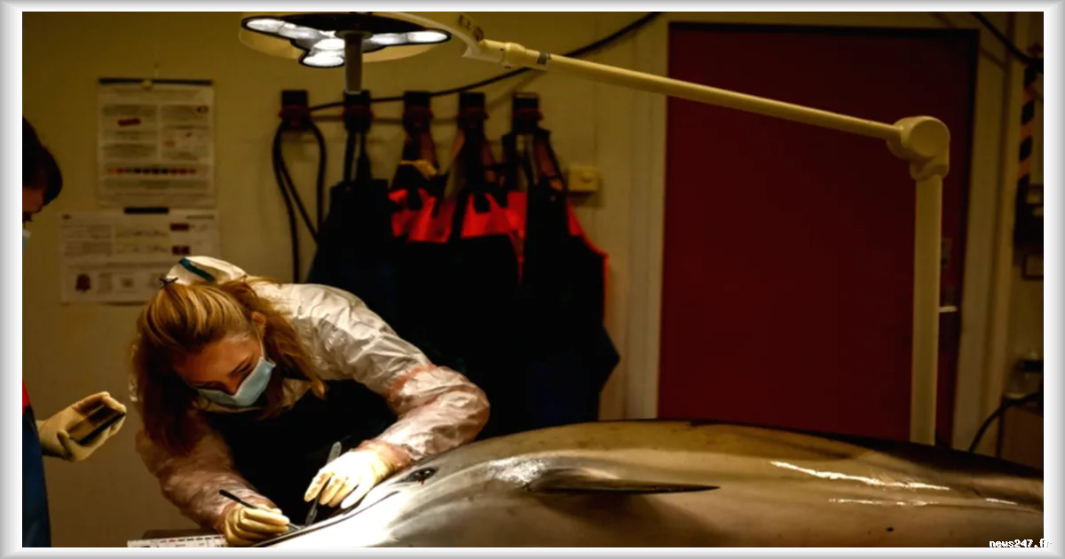 Chute de la longévité des dauphins femelles dans le golfe de Gascogne : une étude alarmante